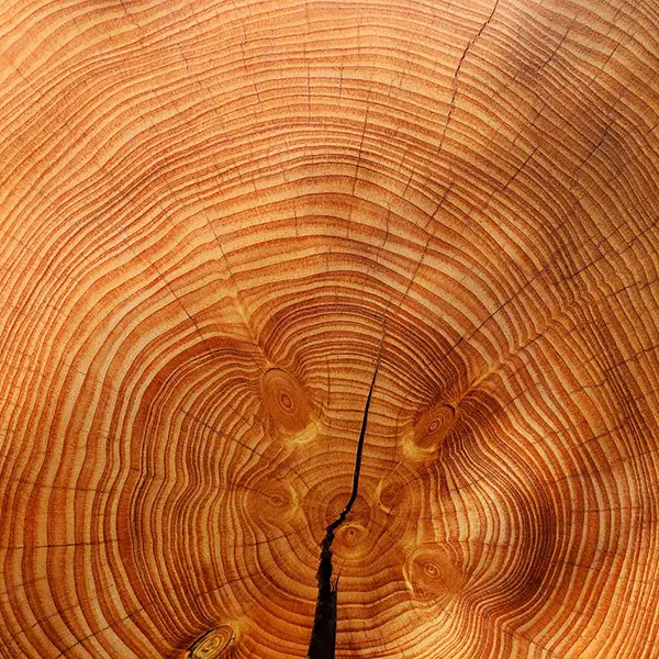 7 datos curiosos sobre la madera