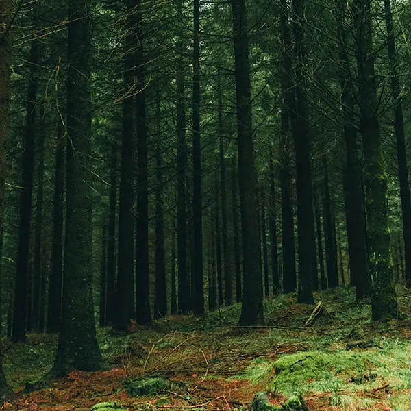 Campaña PEFC “Pensando en las personas” sobre gestión forestal