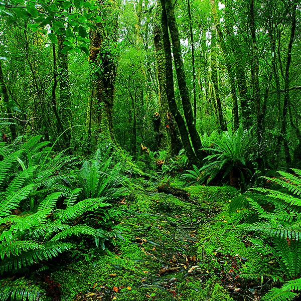 Usos y características de maderas exóticas de clima tropical